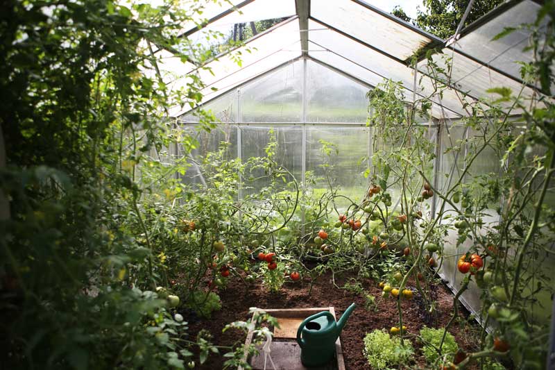 Gewächshaus aus Alu und Stegplatten mit Tomatenpflanzen
