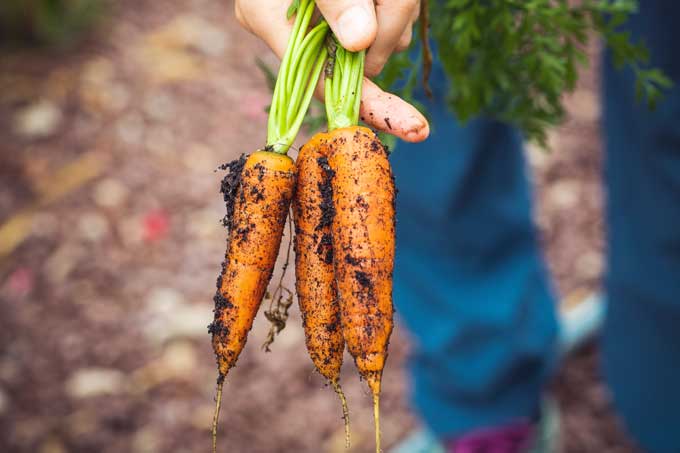 Karotten Anbau